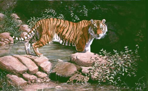 Tiger Pool